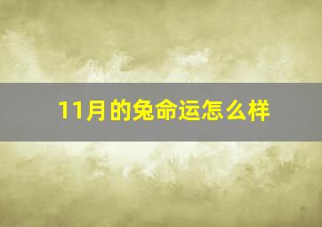 11月的兔命运怎么样