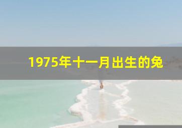 1975年十一月出生的兔