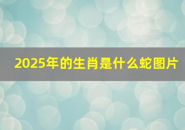 2025年的生肖是什么蛇图片