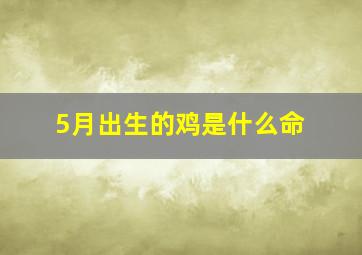 5月出生的鸡是什么命