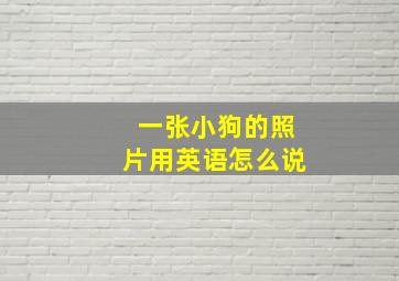 一张小狗的照片用英语怎么说