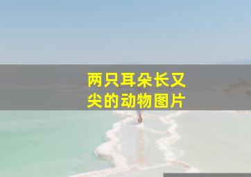 两只耳朵长又尖的动物图片