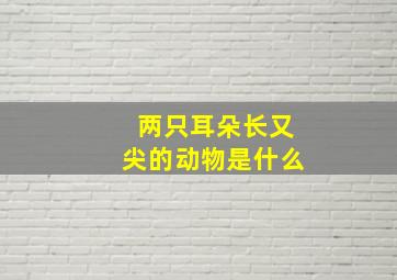 两只耳朵长又尖的动物是什么