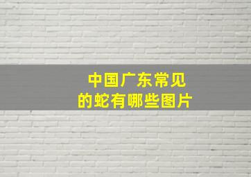 中国广东常见的蛇有哪些图片