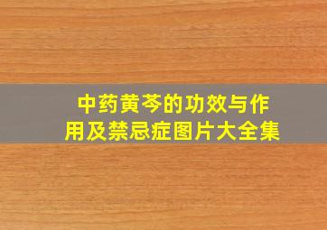 中药黄芩的功效与作用及禁忌症图片大全集