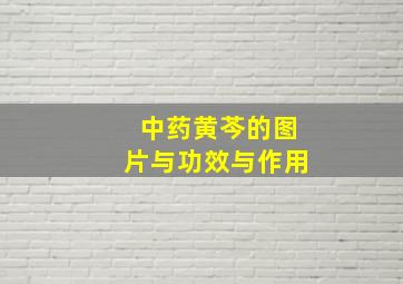 中药黄芩的图片与功效与作用