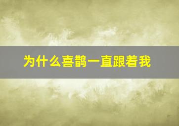 为什么喜鹊一直跟着我