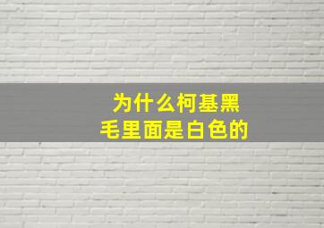 为什么柯基黑毛里面是白色的