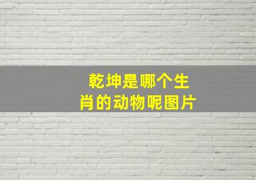 乾坤是哪个生肖的动物呢图片