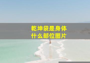 乾坤袋是身体什么部位图片