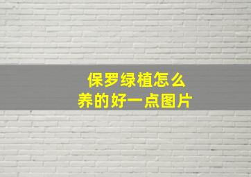 保罗绿植怎么养的好一点图片