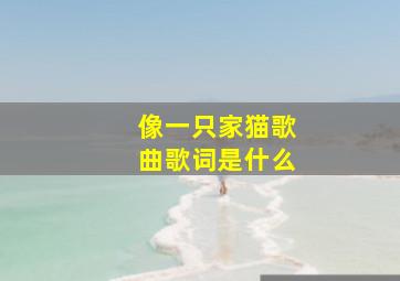 像一只家猫歌曲歌词是什么