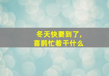 冬天快要到了,喜鹊忙着干什么