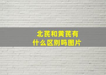 北芪和黄芪有什么区别吗图片