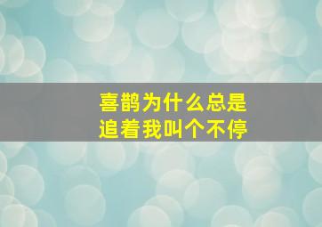 喜鹊为什么总是追着我叫个不停