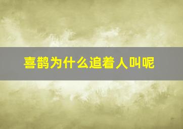 喜鹊为什么追着人叫呢