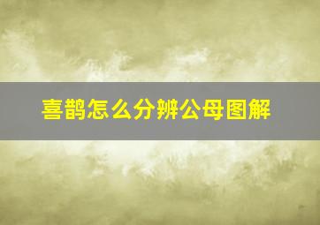 喜鹊怎么分辨公母图解