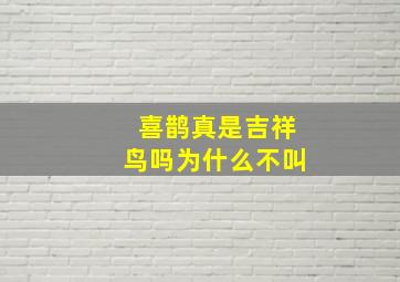 喜鹊真是吉祥鸟吗为什么不叫