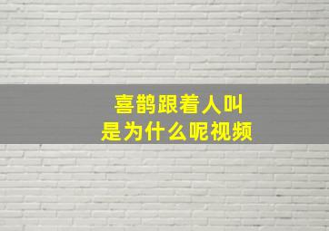 喜鹊跟着人叫是为什么呢视频