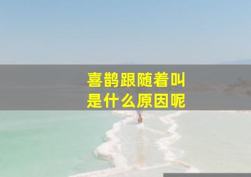 喜鹊跟随着叫是什么原因呢