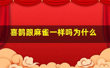 喜鹊跟麻雀一样吗为什么