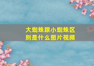 大蜘蛛跟小蜘蛛区别是什么图片视频