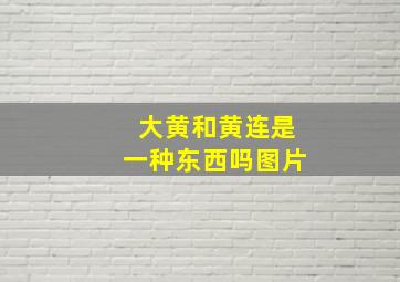 大黄和黄连是一种东西吗图片