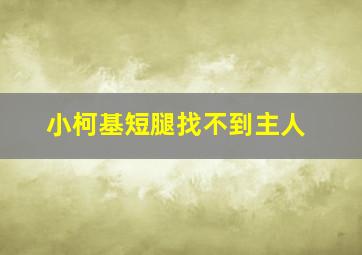 小柯基短腿找不到主人