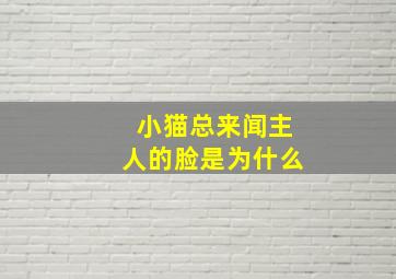 小猫总来闻主人的脸是为什么