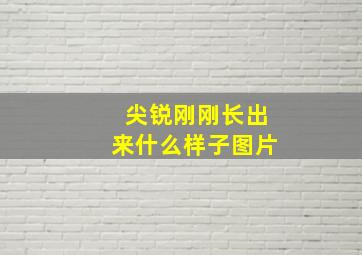 尖锐刚刚长出来什么样子图片