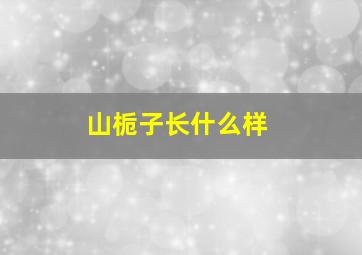 山栀子长什么样