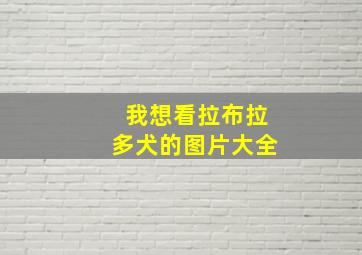 我想看拉布拉多犬的图片大全