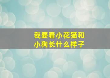 我要看小花猫和小狗长什么样子