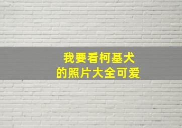 我要看柯基犬的照片大全可爱