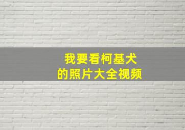 我要看柯基犬的照片大全视频