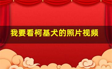 我要看柯基犬的照片视频