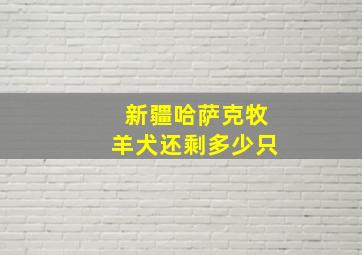 新疆哈萨克牧羊犬还剩多少只