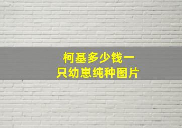 柯基多少钱一只幼崽纯种图片