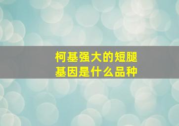 柯基强大的短腿基因是什么品种