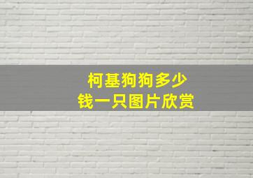 柯基狗狗多少钱一只图片欣赏