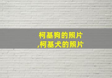 柯基狗的照片,柯基犬的照片