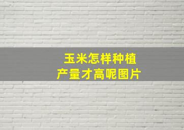 玉米怎样种植产量才高呢图片