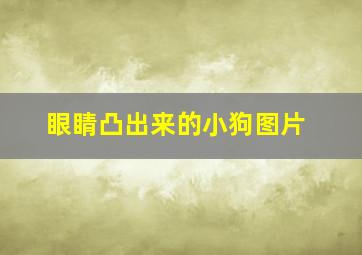 眼睛凸出来的小狗图片