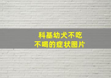 科基幼犬不吃不喝的症状图片