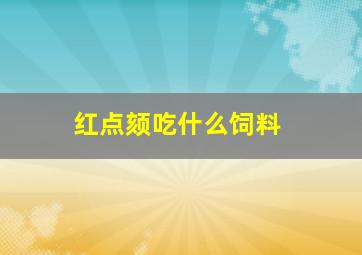 红点颏吃什么饲料