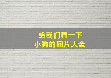 给我们看一下小狗的图片大全