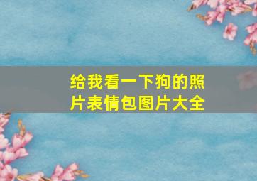 给我看一下狗的照片表情包图片大全