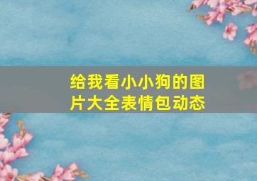 给我看小小狗的图片大全表情包动态