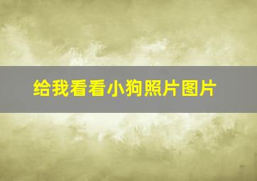 给我看看小狗照片图片