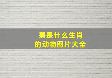 罴是什么生肖的动物图片大全